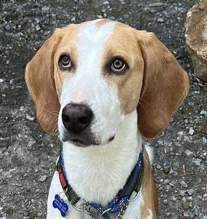 Patof, an adoptable Foxhound in Sunderland, ON, L0C 1H0 | Photo Image 1