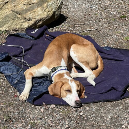 Patof, an adoptable Foxhound in Sunderland, ON, L0C 1H0 | Photo Image 2