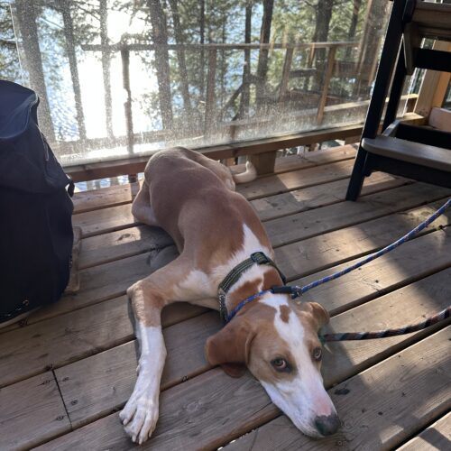 Patof, an adoptable Foxhound in Sunderland, ON, L0C 1H0 | Photo Image 4