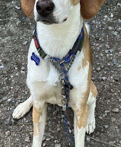 Patof, an adoptable Foxhound in Sunderland, ON, L0C 1H0 | Photo Image 6