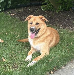 Eagen, Adult Male Black Mouth Cur