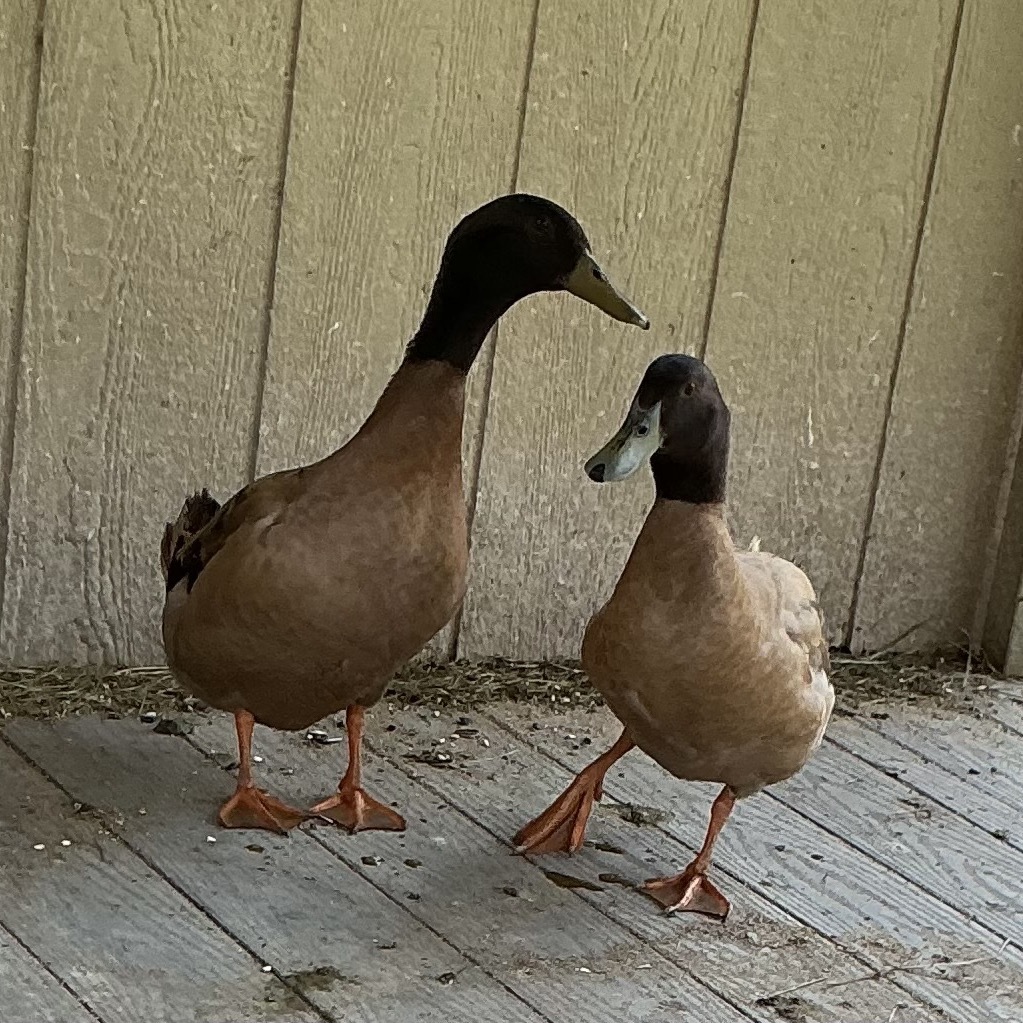 Dan