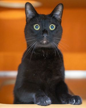 Salem, Adult Male Domestic Short Hair