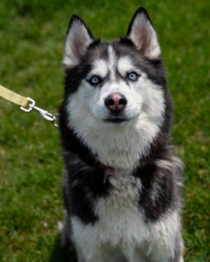Segundo, Adult Male Siberian Husky
