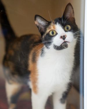 BonBon, Adult Female Domestic Short Hair