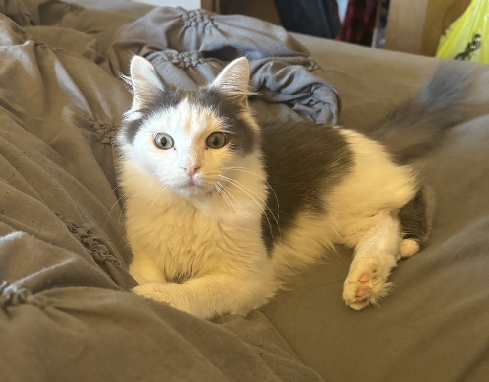 Goose