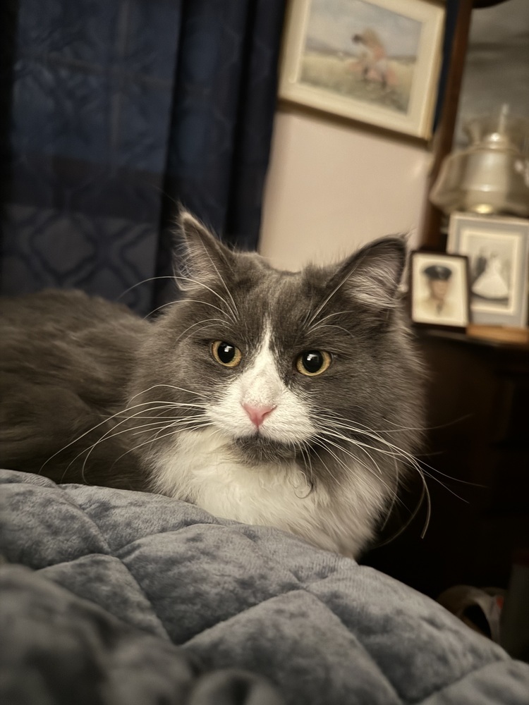 Remi
