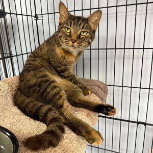 Lily Domestic Short Hair Cat