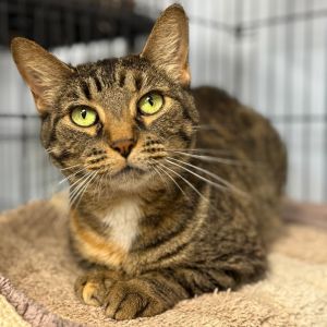 Hi my name is Lily My owner can no longer take care of me I am a sweet girl Im