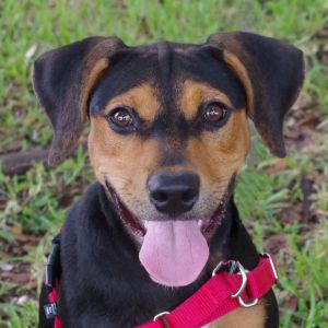 Puppy Lilo Doberman Pinscher Dog
