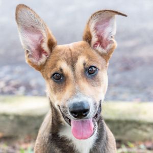 Available 628 Hi my name is Toby My brother and I were found as strays I am a sweet friendly