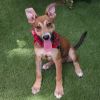 Puppy Toby photo 2