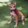 Puppy Toby photo 3