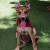 Puppy Toby photo 4