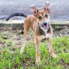 Puppy Toby photo 6