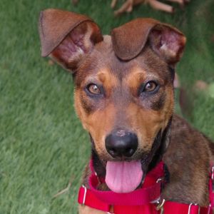 Available 628 Hi my name is Coffee My brother and I were found as strays I am a sweet friendly