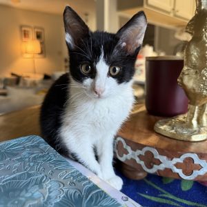 Billy the kid, Baby Male Domestic Short Hair
