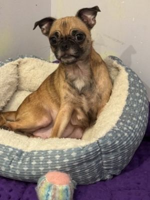 Mother, Adult Female Pug