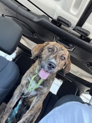 Tequila, Baby Female Irish Terrier