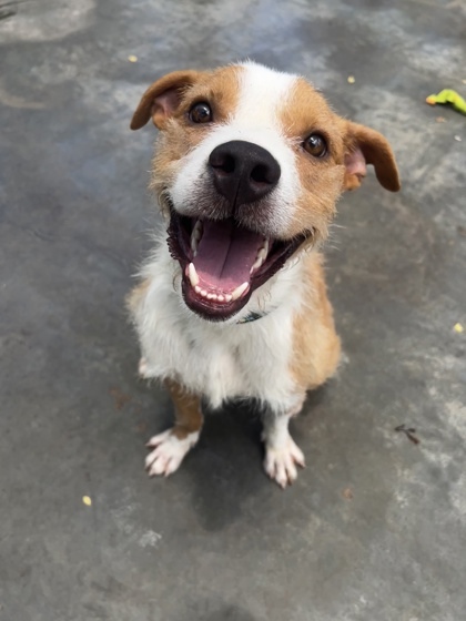 Treasure, an adoptable Mixed Breed in Honolulu, HI, 96826 | Photo Image 1
