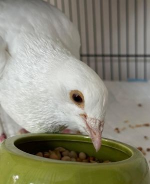 Buzz is a little dove release type Homer pigeon who was when she was too weak to fly lucky to