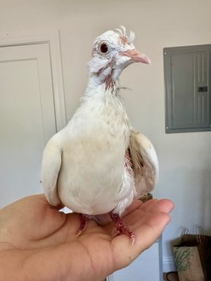 This little bonded pair of Ringneck doves is so quiet  gentle  sweet They wound up at risk in