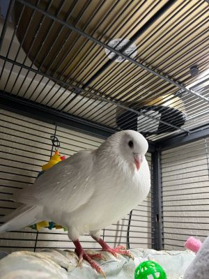 Viper is a high-energy pigeon with a big personality Hes not super people-y or into cuddles but h