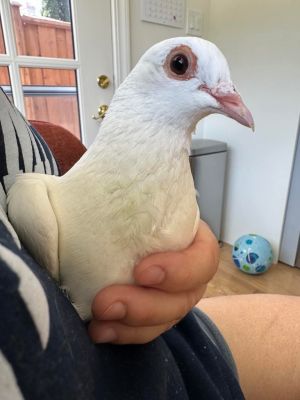 Gretchen Pigeon Bird