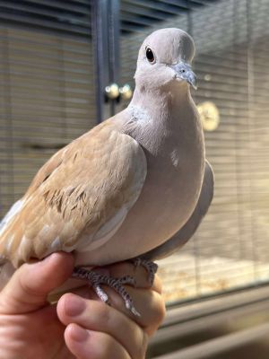 Lovely big-eyed Pearl is a sweet calm people-friendly dove who is ready for a life of love  luxur