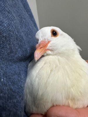 Sparky is a frightened King pigeon youngster bred for meat squab purchased from a live poultry st