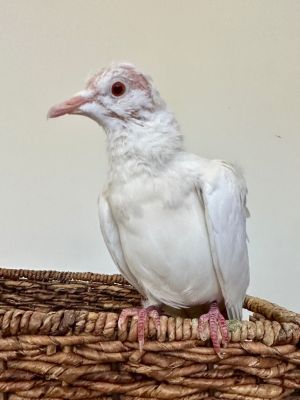 Squeak w/Pip Dove Bird