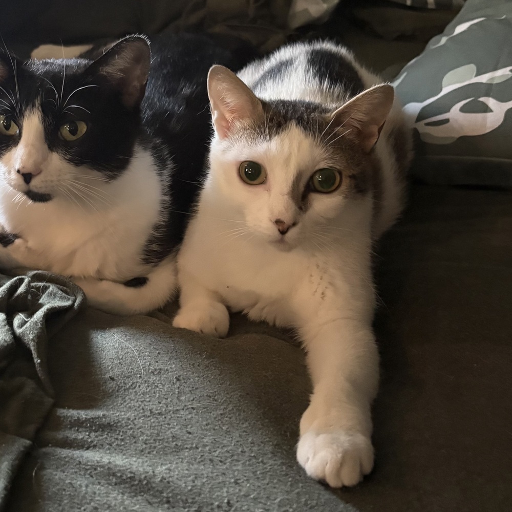 Patches