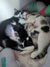 Patches photo 2
