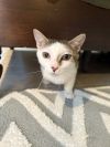 Patches photo 4