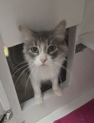 JOSEPHINE, Adult Female Domestic Short Hair