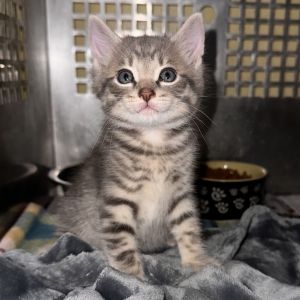 Cake, Baby Female Domestic Short Hair