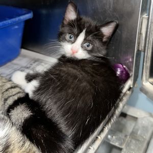 Cookie, Baby Female Domestic Short Hair