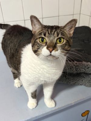Chloe, Adult Female unknown