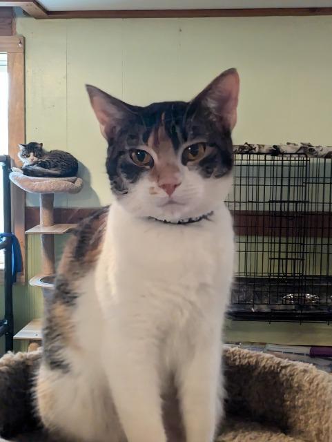 Abby, an adoptable Domestic Short Hair in Rice Lake, WI, 54868 | Photo Image 1