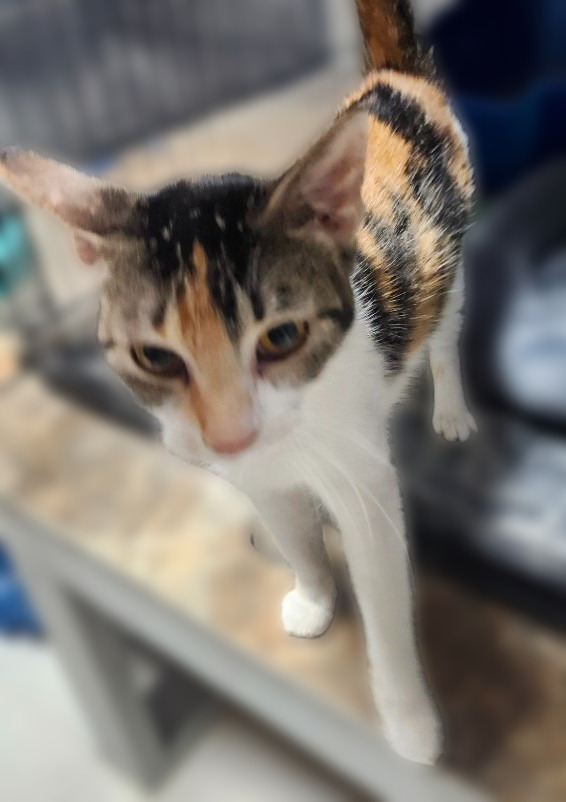 Abby, an adoptable Domestic Short Hair in Rice Lake, WI, 54868 | Photo Image 2