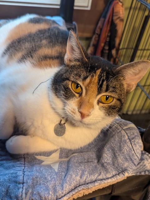 Abby, an adoptable Domestic Short Hair in Rice Lake, WI, 54868 | Photo Image 3