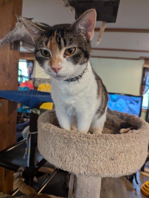 Abby, an adoptable Domestic Short Hair in Rice Lake, WI, 54868 | Photo Image 4