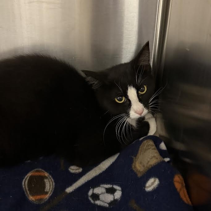 Stella, an adoptable Domestic Short Hair in Cody, WY, 82414 | Photo Image 1