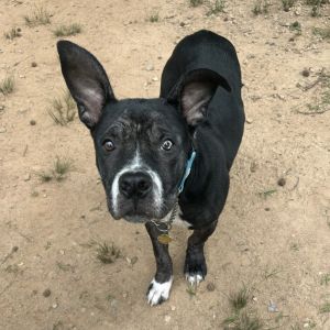 Stitch, Adult Male Mixed Breed