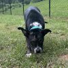 Stitch photo 3