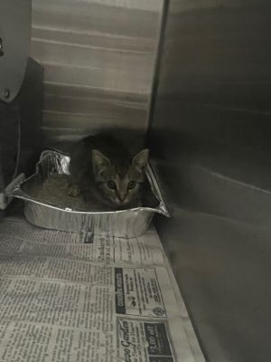 Molly, Baby Female Domestic Short Hair