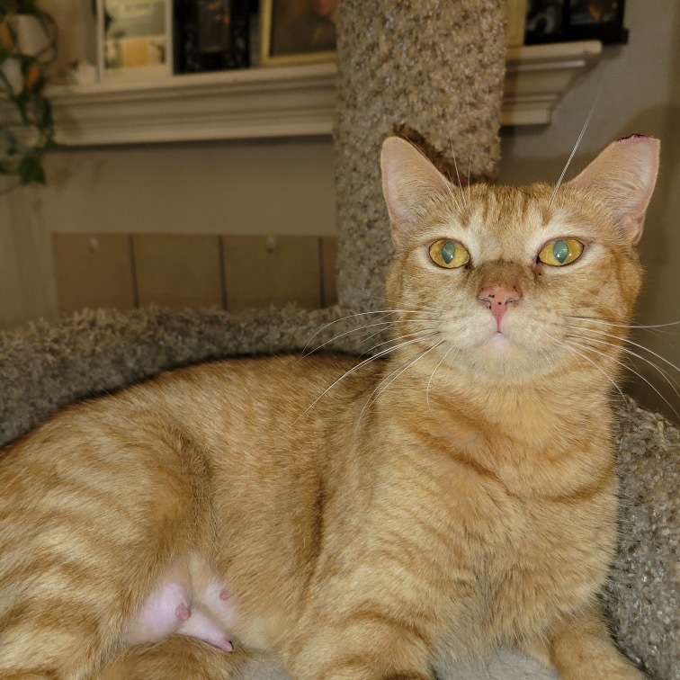Scarlett, an adoptable Domestic Short Hair in Leander, TX, 78641 | Photo Image 1
