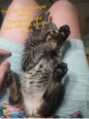 Thumper is a tailless kitten who is mostly chill with a hint of spunkIf you are interested in adop