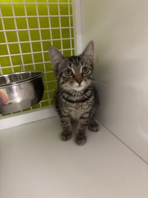 Thumper is a tailless kitten who is mostly chill with a hint of spunkIf you are interested in adop
