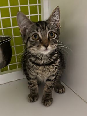 Thumper Domestic Short Hair Cat